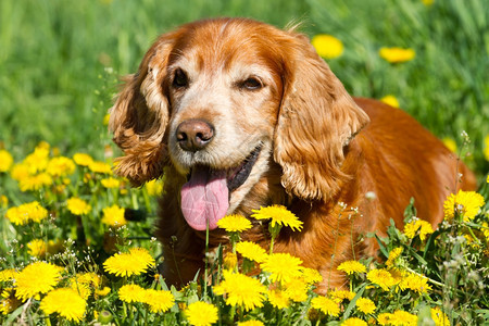 英语头发草地上的英国公鸡Spaniel快乐的图片