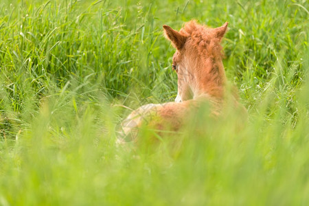 动物在田里躺着的年轻小婴儿骆驼颜色牧场图片