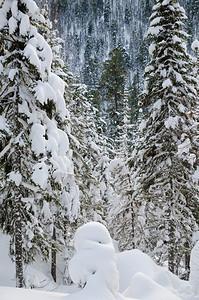 加拿大寒冬野雪覆盖林北景观图片