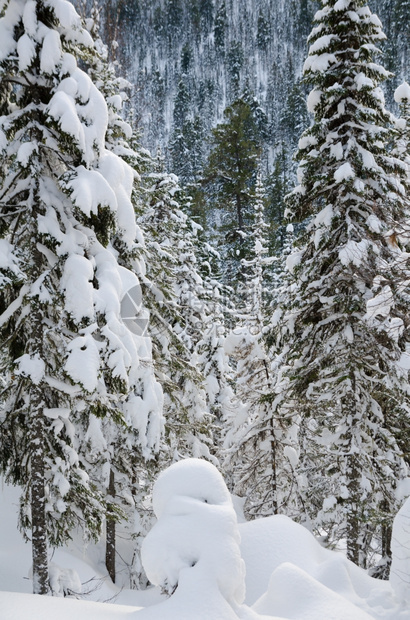 加拿大寒冬野雪覆盖林北景观图片