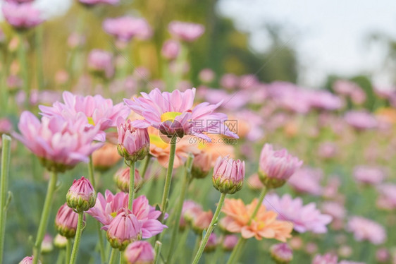 山间美丽盛开的菊花图片