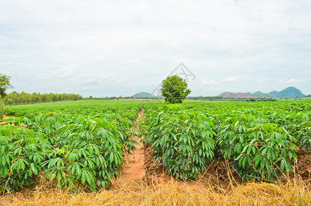 莫高培育新鲜的泰国木薯种植情况物背景