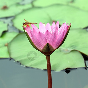 美丽的睡莲花图片