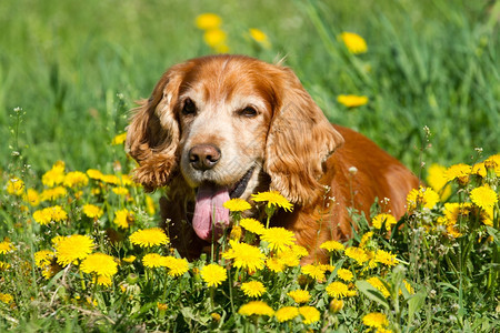 可爱的朋友黄色英国公鸡Spaniel图片