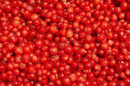 红色卷草莓的顶端视图新鲜绿色白的图片