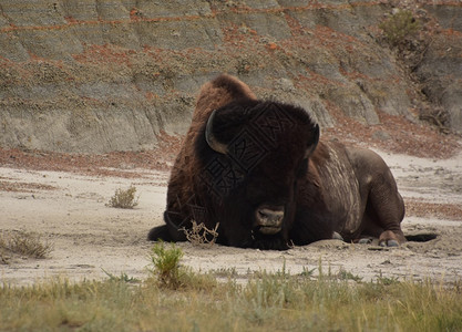 野牛令人惊叹的看着美国水牛脸在峡谷里自然公园图片