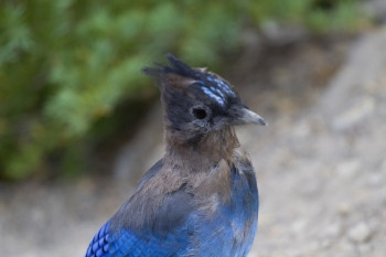 俄勒冈州立公园蓝羽毛和海冠的野生恒星珠肖像近在野外深浅的田地波峰黑色的蓝图片