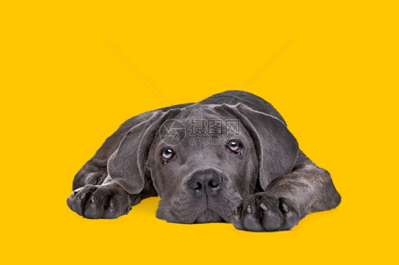 正面狗在黄色背景的面前休息小狗猫犬大腿獒丰富多彩的图片