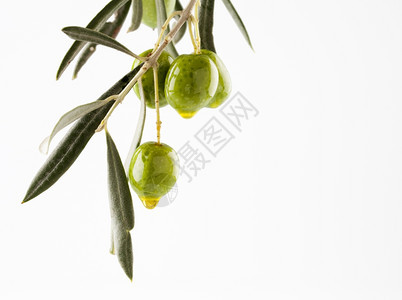 白色的橄榄和油在白底以及复写空间上绝缘叶子植物图片