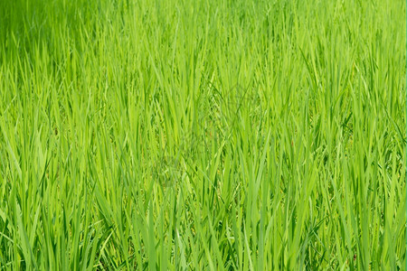 绿色稻田背景与幼植物草地农业田图片