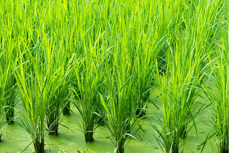 绿色稻田背景与幼植物种园韩国亚洲人图片