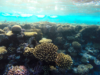 水族馆海洋潜红珊瑚礁有硬鱼类和阳光明媚的天空通过清洁水照光下照片图片