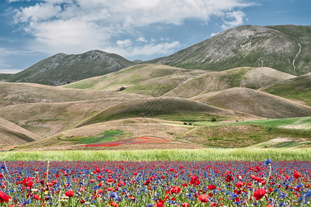 Castelluccio在花朵期间RedentoreCastelluccio山前开花村庄最佳荒野图片
