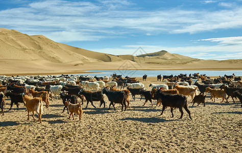 杜根古尔万赛汗沙漠蒙古人Els牧草动物群巴尔汗图片