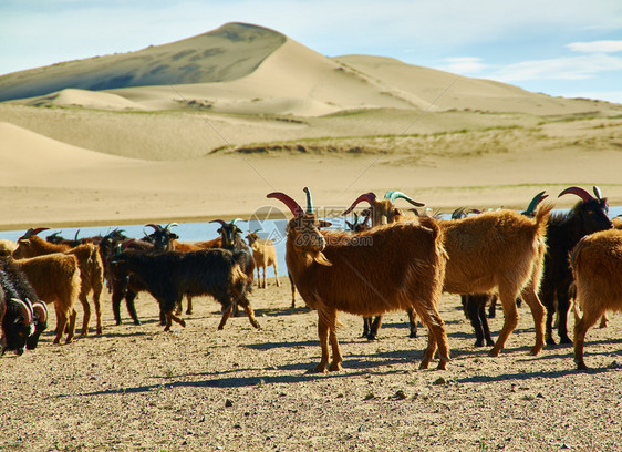 冒险沙漠蒙古人Els牧草动物群巴尔汗亚洲人图片