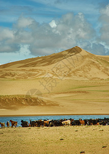 乡村的沙漠蒙古人Els牧草动物群自然风景优美图片