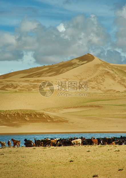 乡村的沙漠蒙古人Els牧草动物群自然风景优美图片