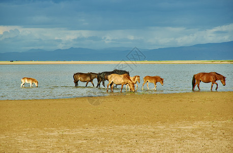 冒险游客天空沙漠蒙古人Els牧草动物群图片