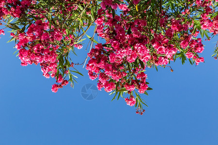 花园杜鹃绿色红的罗多登花阿扎莱亚红与蓝天空对立图片