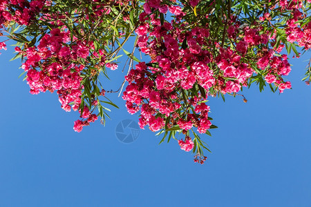 花园杜鹃绿色红的罗多登花阿扎莱亚红与蓝天空对立图片