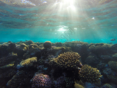蓝色的景观红海珊瑚礁有硬鱼类和阳光明媚的天空通过清洁水照光下照片热带图片