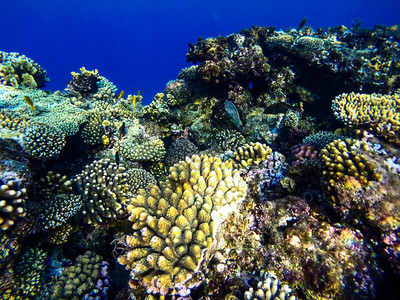 干净的蓝色红海珊瑚礁有硬鱼类和阳光明媚的天空通过清洁水照光下照片野生动物图片