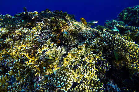 美丽生态系统野动物红海珊瑚礁有硬鱼类和阳光明媚的天空通过清洁水照光下照片图片