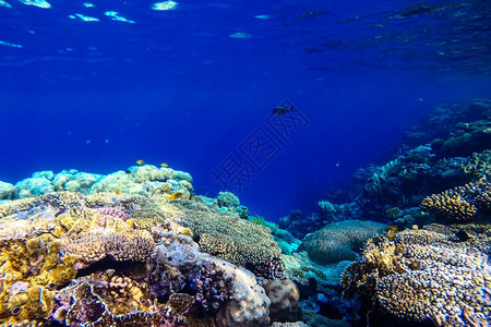 水族馆野生动物潜水员红海珊瑚礁有硬鱼类和阳光明媚的天空通过清洁水照光下照片图片