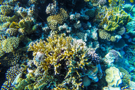 红海珊瑚礁有硬鱼类和阳光明媚的天空通过清洁水照光下照片野生动物异国情调美丽图片