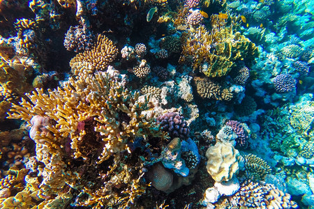 埃及水肺干净的红海珊瑚礁有硬鱼类和阳光明媚的天空通过清洁水照光下照片图片