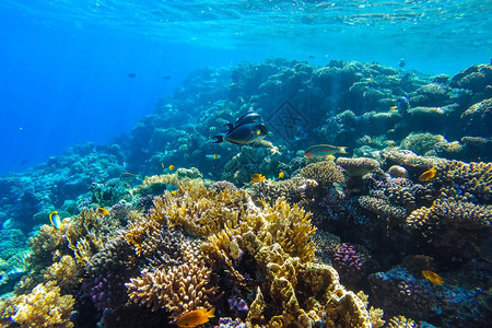 水肺海景红珊瑚礁有硬鱼类和阳光明媚的天空通过清洁水照光下照片野生动物图片