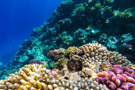 水肺红海珊瑚礁有硬鱼类和阳光明媚的天空通过清洁水照光下照片丰富多彩的红色图片