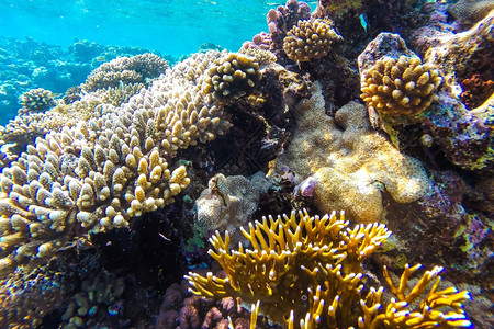 水肺红色的埃及海珊瑚礁有硬鱼类和阳光明媚的天空通过清洁水照光下照片图片
