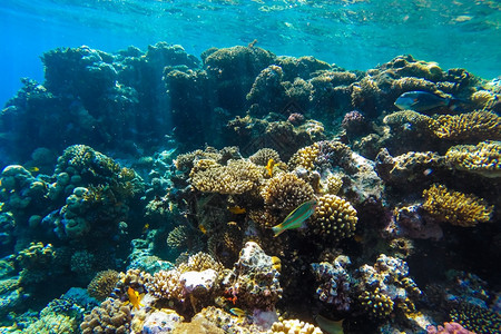 生活动物盐水红海珊瑚礁有硬鱼类和阳光明媚的天空通过清洁水照光下照片图片