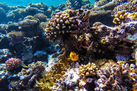 闪亮的红海珊瑚礁有硬鱼类和阳光明媚的天空通过清洁水照光下照片潜丰富多彩的图片
