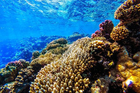 自然浮潜埃及红海珊瑚礁有硬鱼类和阳光明媚的天空通过清洁水照光下照片图片