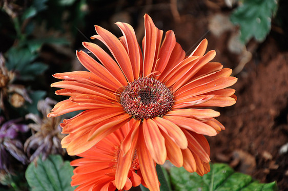 开花园里的橙色Gerbera花朵夏令柔软的图片