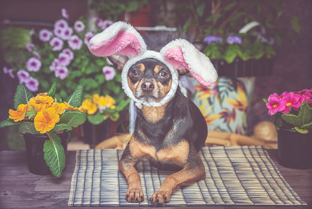 戴围巾的兔子动物玩笑可爱的复活节和春天主题穿复活节兔子服装的狗戴着帽子和围巾四周都是鲜花背景