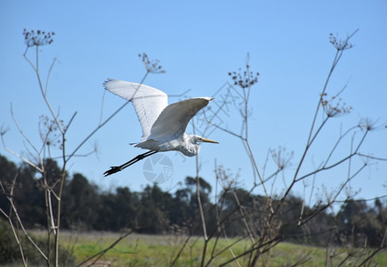 飞翔的白鹭鸟图片