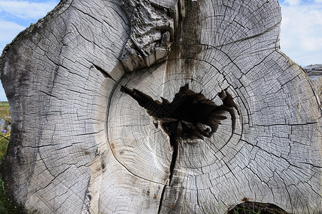 自然钻孔旧的厚原木尽头中间有一个洞埋在地上木头图片