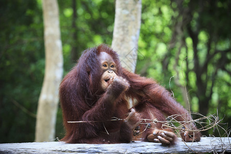 荒野苏门答腊猴动物在野生专题上使用本底背景模糊的自然杂语外观图片