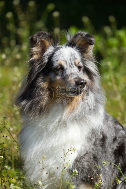 牧羊人夏天成绿草上的蓝梅尔粗牧羊犬图片