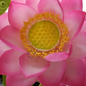 叶子越南语人造花朵手工泥土莲花绿色叶和粉红花瓣家庭装饰用的稀有艺术产品关闭白色背景的艺术品越南图片