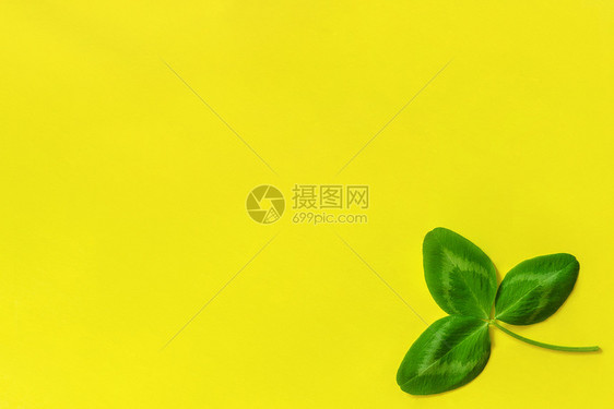 象征一片天然三叶草位于黄色背景的右下角StPatrickrsquos日概念顶视图复制空间黄色背景上的一片天然三叶草日概念顶视图复图片