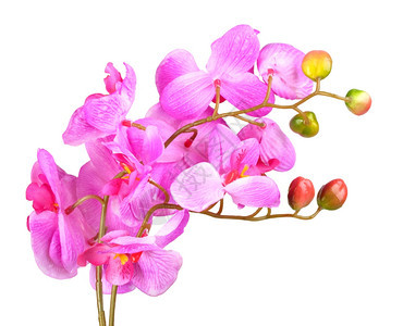 紫色分支粉红兰花的单人工分枝花在白色背景上孤立的画室近身摄影模仿的图片