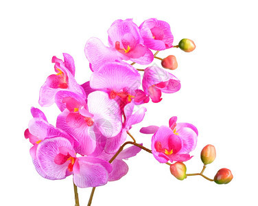 工作室照片综合的粉红兰花单人工分枝花在白色背景上孤立的画室近身摄影图片