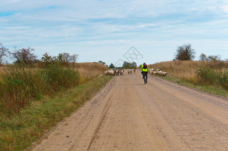 俄罗斯路上的羊群骑自行车的人和乡村公路上的羊群骑自行车的人和乡村公路上的羊群哺乳动物图片