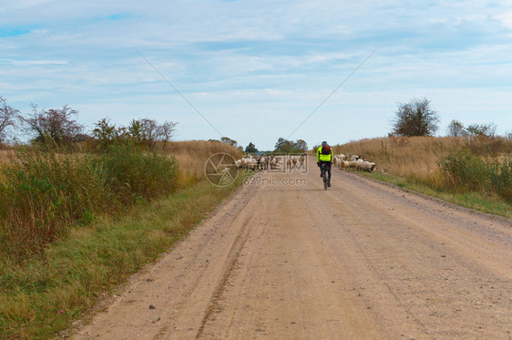 俄罗斯路上的羊群骑自行车的人和乡村公路上的羊群骑自行车的人和乡村公路上的羊群哺乳动物图片