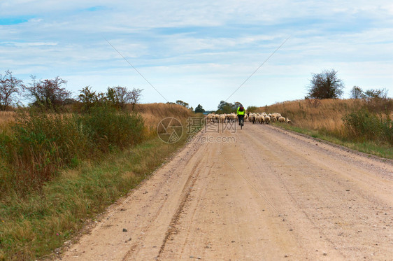 路上的羊群骑自行车的人和乡村公路上的羊群骑自行车的人和乡村公路上的羊群动物走俄罗斯图片