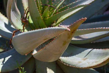 维拉生长封闭大型水植物和aloevera电离式藻类植物沙漠图片